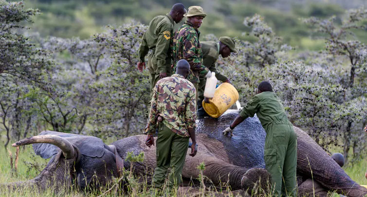 Rangers tend to elephant injured by poachers